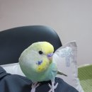 리틀버드서울 버드앤주클리닉 이미지