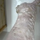 위드미펫살롱 이미지