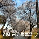 금구중학교 | 김제 금구 벚꽃길 추천, 근처 맛집 리스트 정리