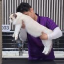 랙돌캐터리파이널돌 | 일본으로 간 말론 전세계 블루바이컬러 랙돌 1위 달성 랙돌캐터리