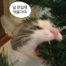 부산기장실베네집 | (3월-4월1주차) 일상이 먹는것만 있으면 안되나요?냐냐냐냥♪