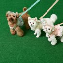 스카이개슬 이미지