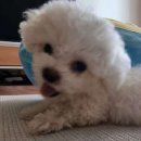 더멍멍 충주점 이미지