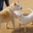 허스키 사랑 이미지