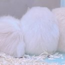 햄동대장 이미지