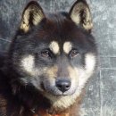 진도개영농조합 이미지