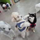 하울 애견 유치원 | 까치산 하울애견유치원_6개월 다닌 후기_지금도 다니는 중....왜 하울을 선택했을까?