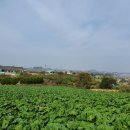 신안늘푸른농원 이미지
