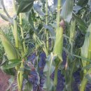 고은농장 이미지