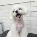 인물나개 이미지