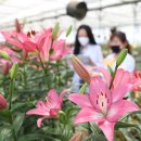 나리 카카오 검색결과