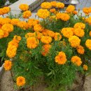 주변 사거리 이미지