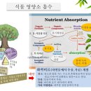 Plant nutrient absorption 식물의 영양소 흡수 이미지