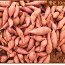 여시농장 이미지