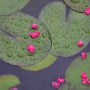 천연잔디구장 이미지