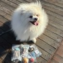 매일멍냥8 이미지