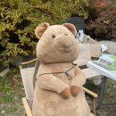 선비로2L | [백패킹행사] 2025년 11월 8일 / 제3회 쿼카캠 / 동물원캠 / 백패킹을 즐겁게 / 경북 영주 / 영깽이...