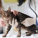 논현동물병원 이미지