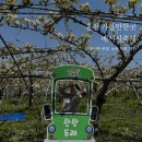 배꽃농장 | 홍천 듀오가족농원에서 열린 배시시축제, 배꽃과 함께한 가족 나들이
