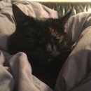 마! 주인 이미지