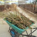 람세스한우농장 이미지