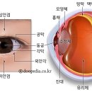 눈 동공 역활 (사진기의 조라개 역활) 이미지