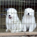 캡틴 켄넬 이미지