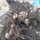 호미건강원 이미지