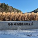 진안1호 | 겨울 진안 메타세쿼이아길 후기 | 눈 오는 날 가도 괜찮을까? 솔직 체험기