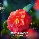 동백화장품