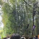 만보건설(주) - 영양군 중앙로 137 | 일본 3박 4일 패키지여행/교토, 와카야마, 오사카 3일차