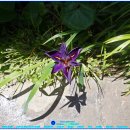 아이리스 이미지