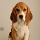 바셋하운드 이미지