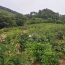 목향밥상1 이미지