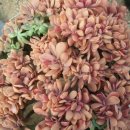 용부농장 이미지