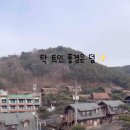숲속애애플트리 이미지