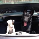 24아프리카동물메디컬센터 이미지