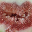 자연청과 | 가을의 보석, 보배청과 영암 홍무화과! 꿀처럼 달콤한 무화과 솔직후기