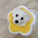 개판오분전 | 개판오분전 육아일기 : 특별판 둥이의 내돈내산?엄카엄산멍라면 시식회🍜✨ (ft. 입맛 까다로운 개아들)