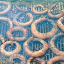 부산꼼장어 이미지