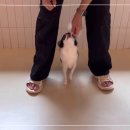 털로덮인친구들 용인죽전점 이미지