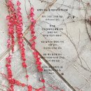 하늘담쟁이 이미지