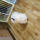 파우 동물병원 이미지