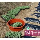 아주1차 이미지