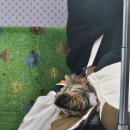 도그버디 | [국내 여행] 가평 애견 펜션 - 도그버디 내돈내산 뚜벅이 여행 이용후기