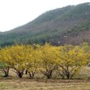 서울근교 갈만한곳 양평 산수유마을 이천 산수유축제 드라이브 코스 이미지