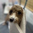 새하얗개 이미지