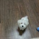 못난이PC 이미지