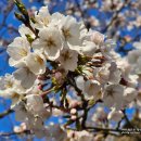 군산월명종합경기장 | 2025 군산새만금마라톤 대회 완주 월명종합경기장 벚꽃만개