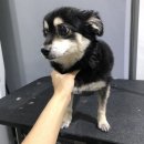 멍이살롱 이미지